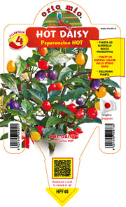 PIANTA DI PEPERONCINO  HOT DAISY CAP1546 (IN VASO Ø 14CM)