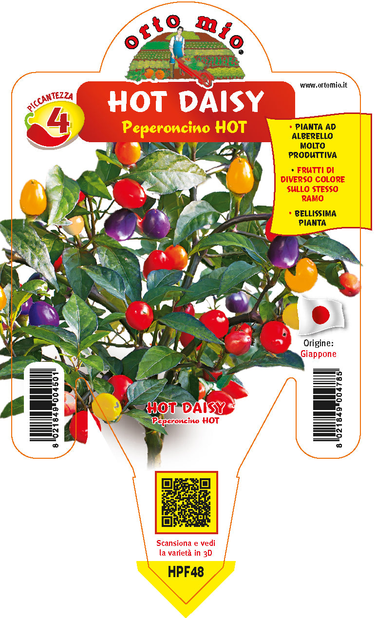 PIANTA DI PEPERONCINO  HOT DAISY CAP1546 (IN VASO Ø 14CM)