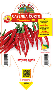 PIANTA DI PEPERONCINO CAYENNA CORTO (IN VASO Ø 14CM)