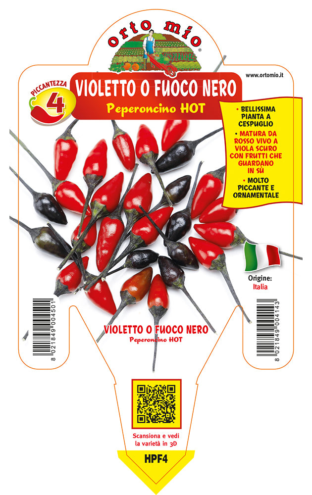 PIANTA DI PEPERONCINO HOT VIOLETTO O FUOCO NERO (IN VASO Ø 14CM)