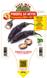 PIANTA DI PEPERONCINO PIMIENTA DA NEIDE (IN VASO Ø 14CM)