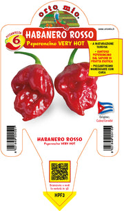 PIANTA DI PEPERONCINO HABANERO ROSSO (IN VASO Ø 14CM)