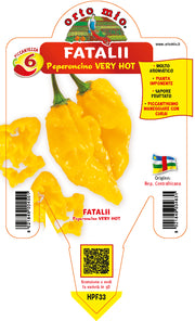 PIANTA DI PEPERONCINO FATALII GIALLO (IN VASO Ø 14CM)