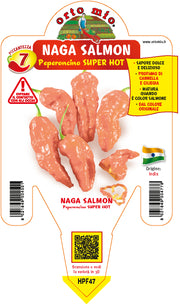 PIANTA DI PEPERONCINO NAGA MORICH SALMONE (IN VASO Ø 14CM)