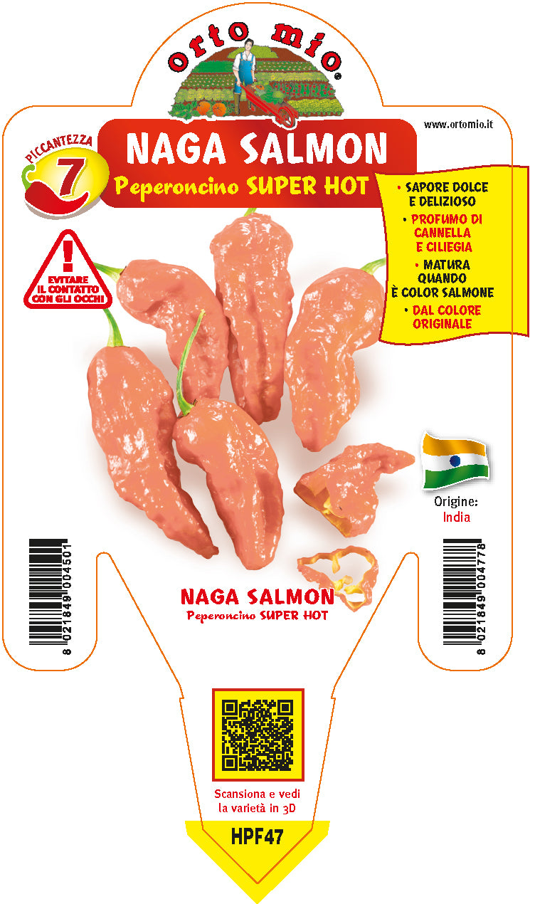 PIANTA DI PEPERONCINO NAGA MORICH SALMONE (IN VASO Ø 14CM)
