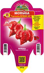 PIANTA DI PEPERONCINO MORUGA SCORPION ROSSO (IN VASO Ø 14CM)