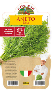 1 PIANTA DI ANETO VASO 14CM MASTERCHEF ORTOMIO