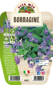BORRAGINE IN VASO 14CM