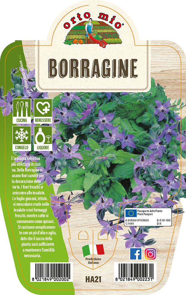 BORRAGINE IN VASO 14CM