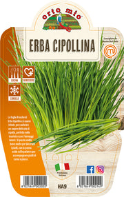 ERBA CIPOLLINA IN VASO 14CM