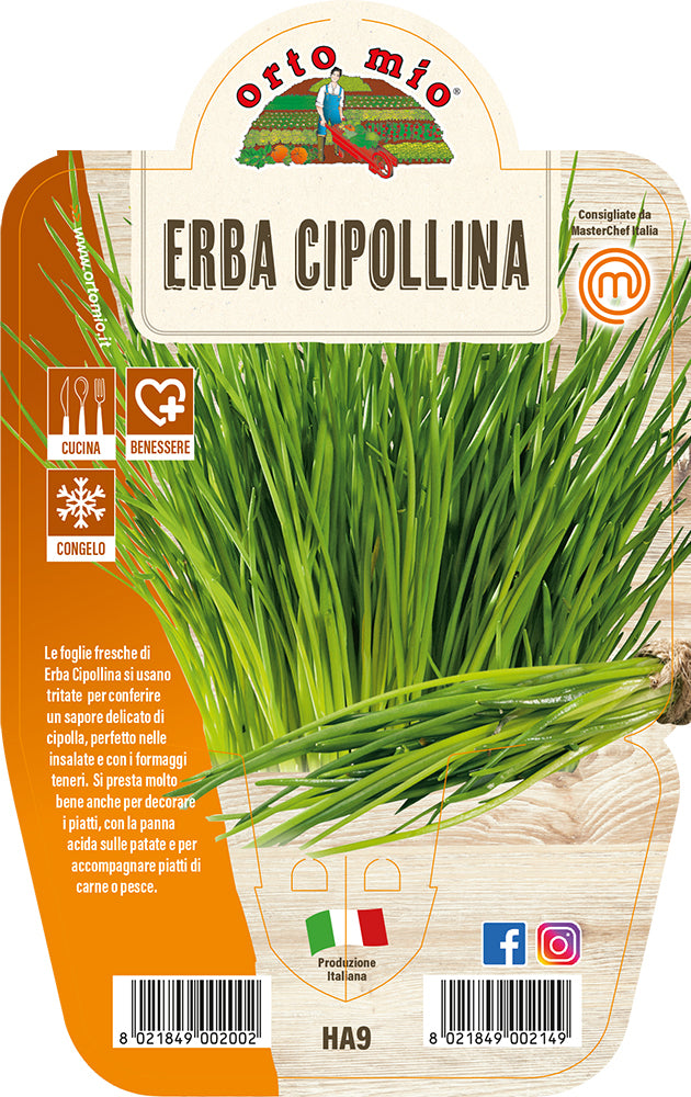 ERBA CIPOLLINA IN VASO 14CM