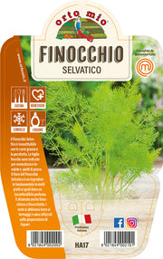 1 PIANTA DI FINOCCHIO SELVATICO VASO 14CM