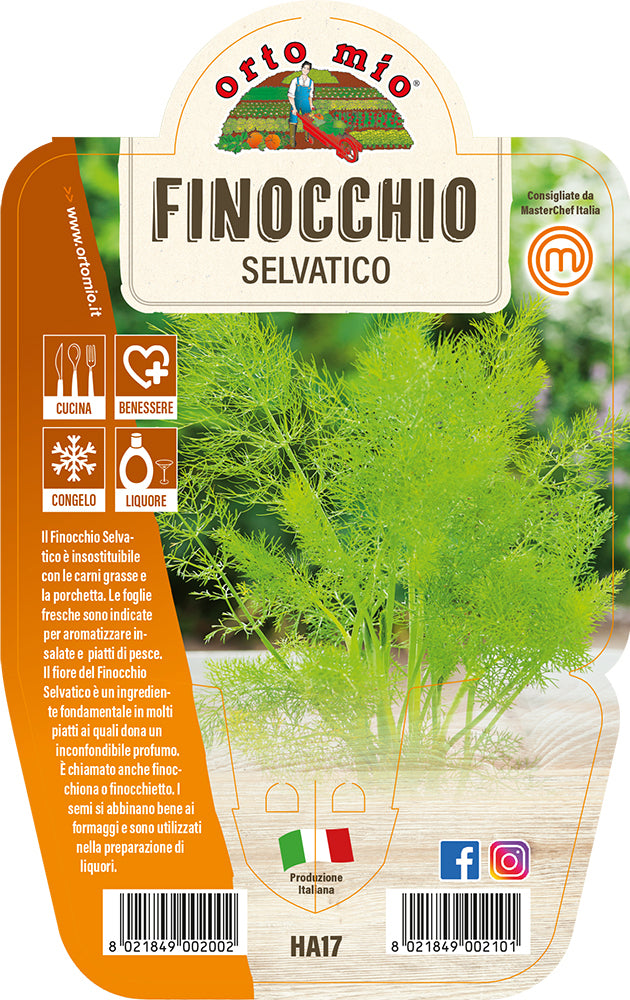 1 PIANTA DI FINOCCHIO SELVATICO VASO 14CM