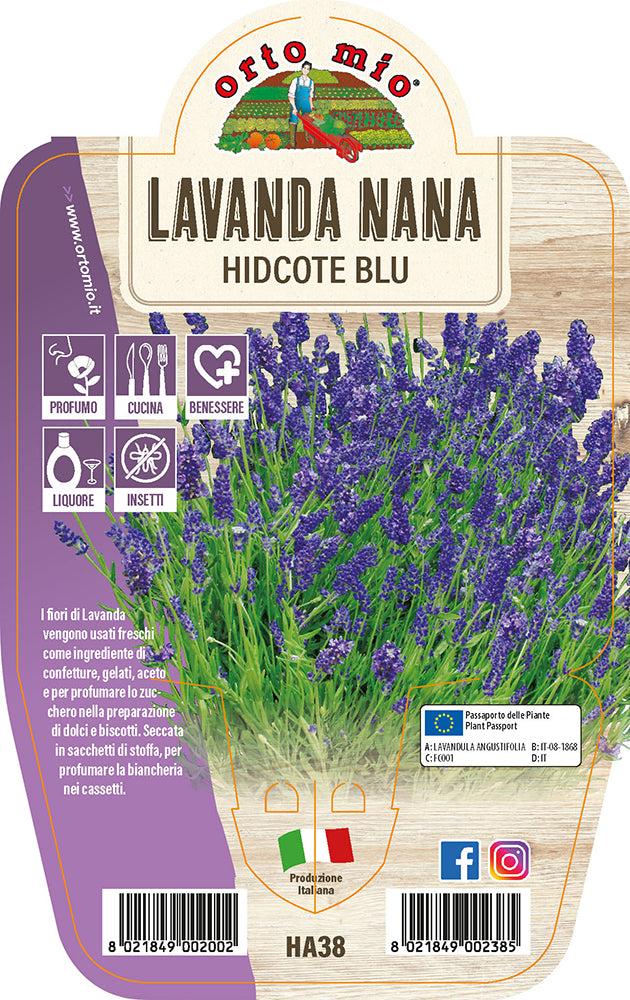 LAVANDA NANA HIDCOTE IN VASO 14CM