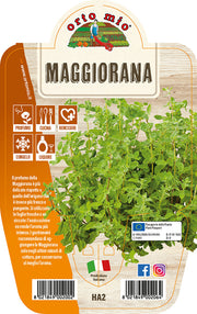 MAGGIORANA IN VASO 14CM