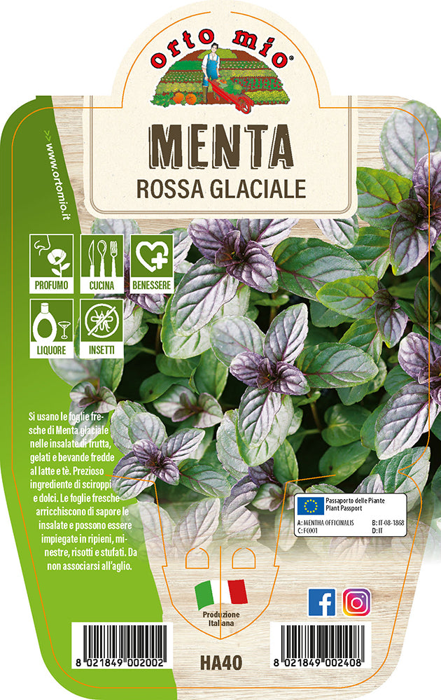 MENTA ROSSA GLACIALE IN VASO 14CM