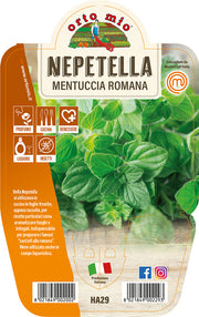 1 PIANTA DI MENTUCCIA ROMANA O NEPETELLA VASO 14CM MASTERCHEF ORTOMIO