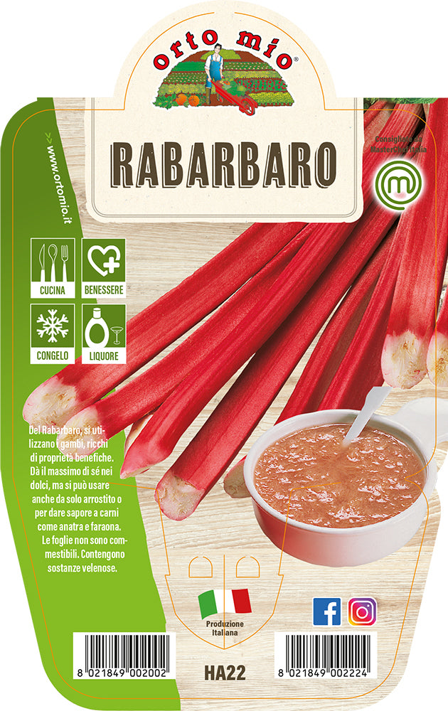 RABARBARO IN VASO 14CM