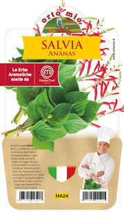 SALVIA ANANAS VASO 14CM MASTERCHEF ORTOMIO