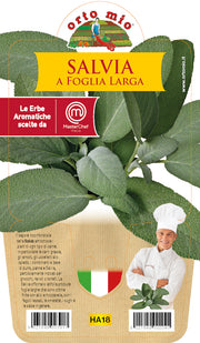 1 PIANTA DI SALVIA FOGLIA LARGA VASO 14CM MASTERCHEF