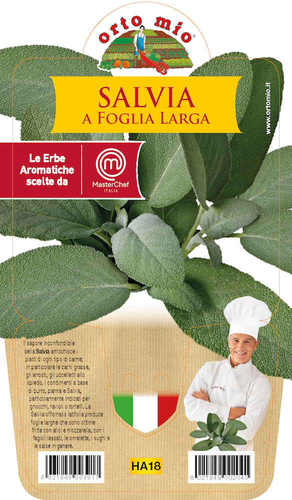 1 PIANTA DI SALVIA FOGLIA LARGA VASO 14CM MASTERCHEF