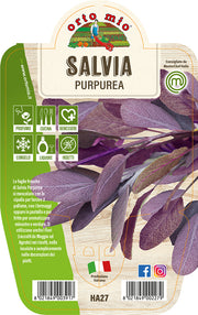 1 PIANTA DI SALVIA PURPUREA ORTOMIO