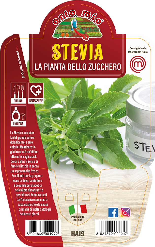 STEVIA IN VASO 14CM