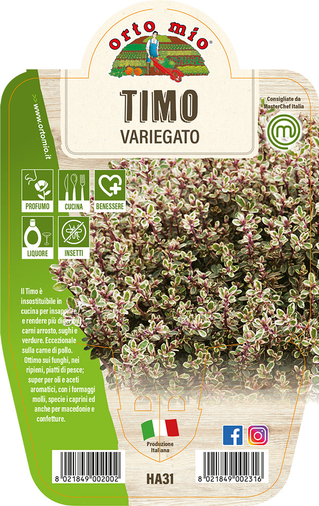 TIMO VARIEGATO IN VASO 14CM