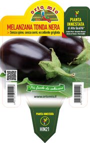 PIANTA DI MELANZANA  TONDA NERA INNESTATA (IN VASO Ø14CM)