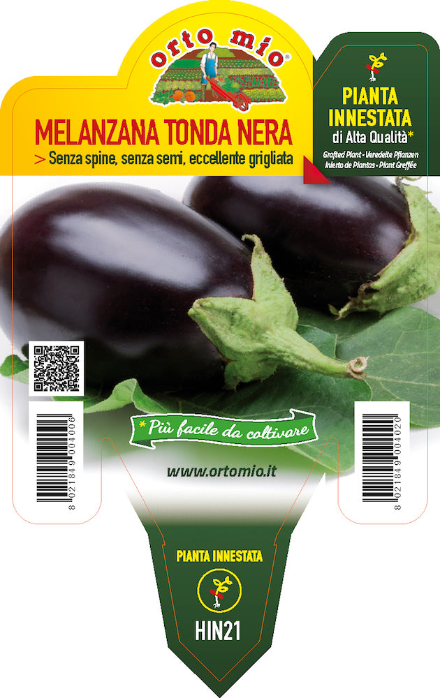 PIANTA DI MELANZANA  TONDA NERA INNESTATA (IN VASO Ø14CM)