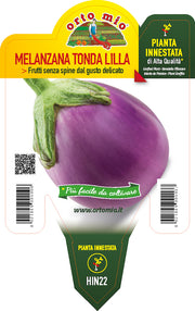 PIANTA DI MELANZANA  TONDA LILLA INNESTATA (IN VASO Ø14CM)