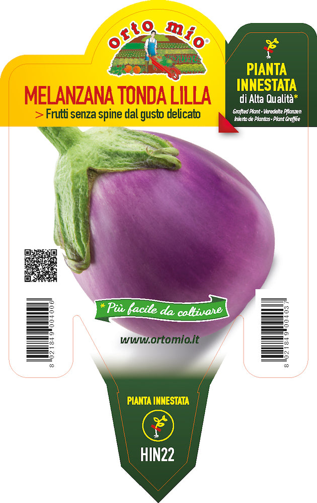 PIANTA DI MELANZANA  TONDA LILLA INNESTATA (IN VASO Ø14CM)