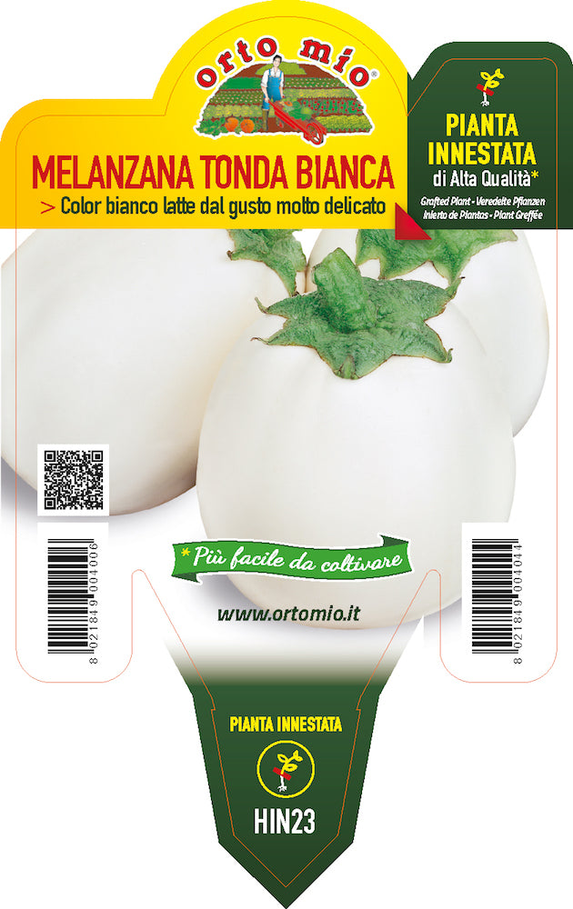 PIANTA DI MELANZANA BIANCA INNESTATA (IN VASO Ø14CM)
