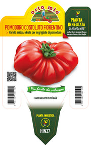 PIANTA DI POMODORO SUPERCOSTOLUTO NOVOLI INNESTATO (IN VASO Ø14CM)