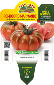 PIANTA DI POMODORO MARMANDE INNESTATO (IN VASO Ø14CM)