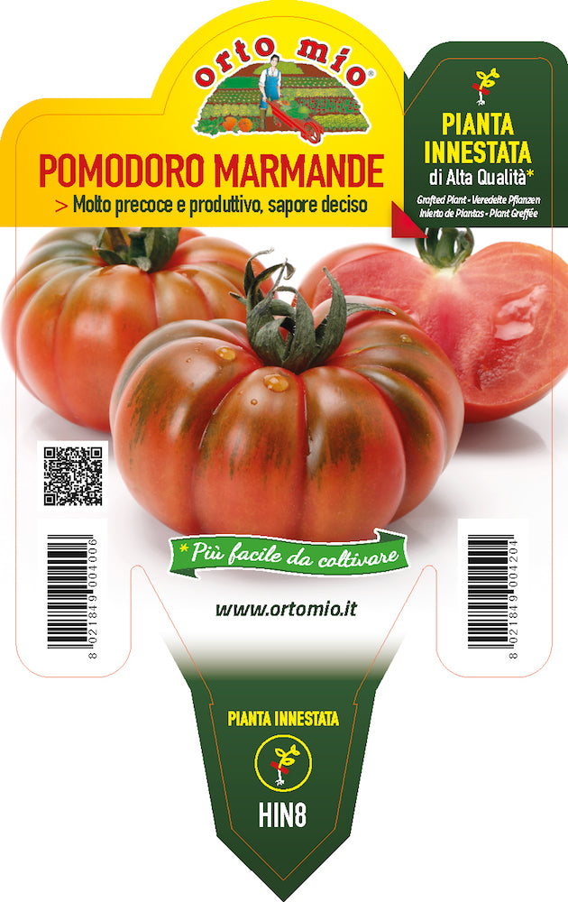 PIANTA DI POMODORO MARMANDE INNESTATO (IN VASO Ø14CM)