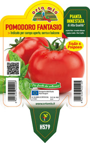 3 PIANTE INNESTATE IN VASO Ø10CM DI POMODORO TONDO DA INSALATA