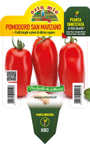 PIANTA DI POMODORO SAN MARZANO INNESTATO (IN VASO Ø14CM)