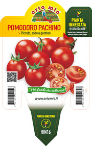 PIANTA DI POMODORO PACHINO INNESTATO (IN VASO Ø14CM)