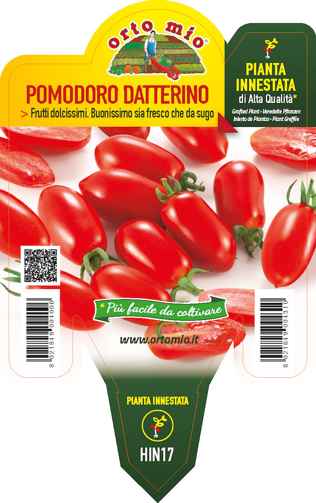 PIANTA DI POMODORO DATTERINO INNESTATO (IN VASO Ø14CM)