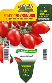 PIANTA DI POMODORO PICADILLY INNESTATO (IN VASO Ø14CM)