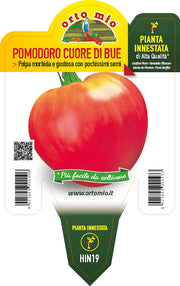 PIANTA DI POMODORO CUOR DI BUE CLASSICO INNESTATO (IN VASO Ø14CM)
