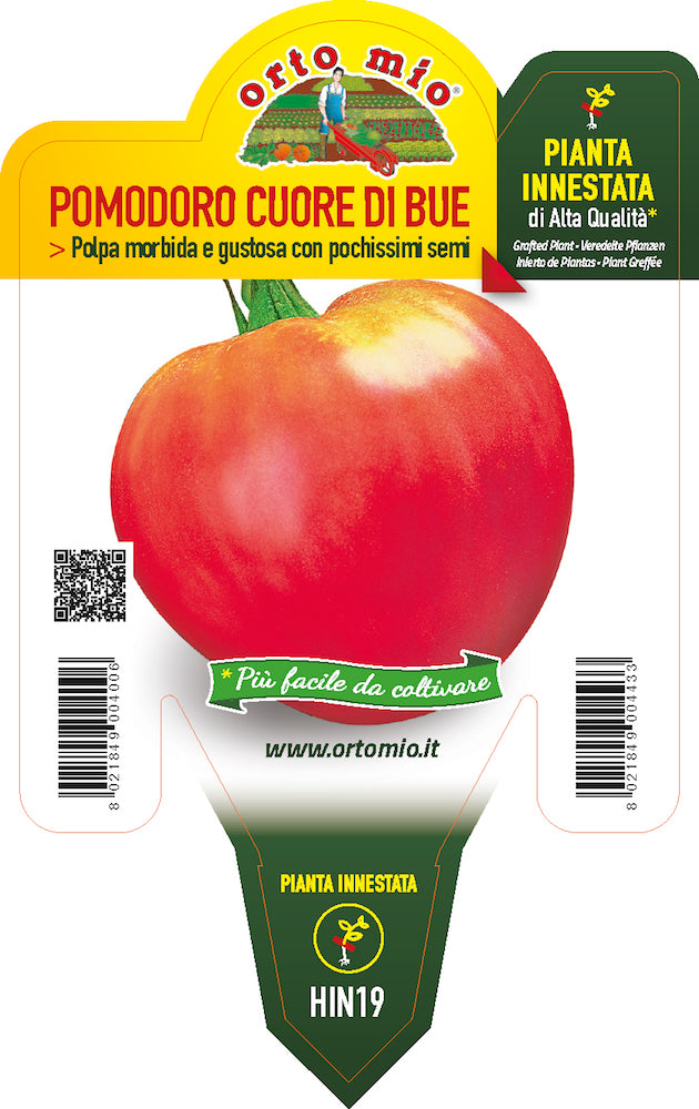 PIANTA DI POMODORO CUOR DI BUE CLASSICO INNESTATO (IN VASO Ø14CM)