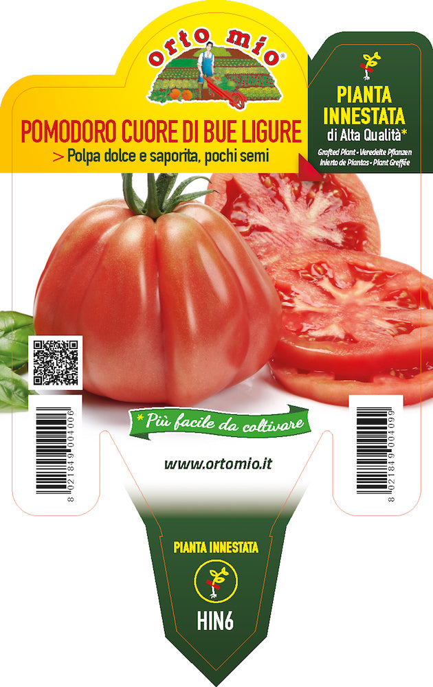 PIANTA DI POMODORO CUORE LIGURE INNESTATO (IN VASO Ø14CM)