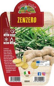 ZENZERO IN VASO 14CM ORTOMIO