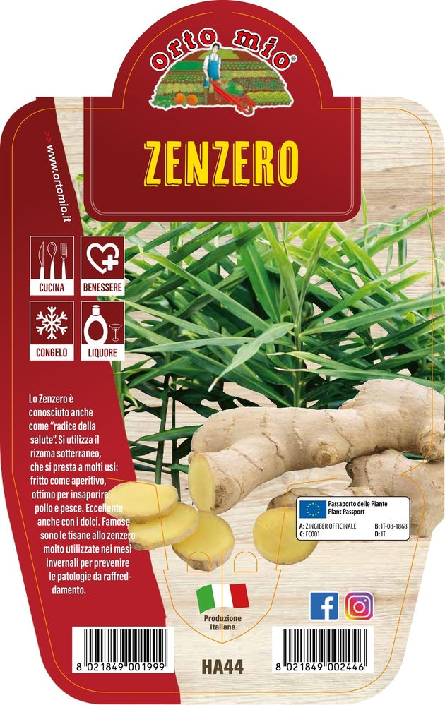 ZENZERO IN VASO 14CM ORTOMIO
