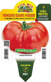 PIANTA DI POMODORO GIGANTE TONDO PATATARO INNESTATO (IN VASO Ø14CM)