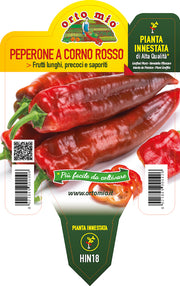 PIANTA DI PEPERONE CORNO ROSSO INNESTATO (IN VASO Ø14CM)