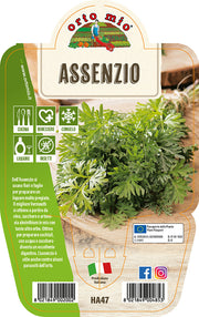 ASSENZIO IN VASO 14CM ORTOMIO
