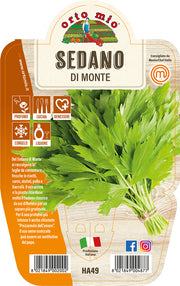 1 PIANTA DI SEDANO DI MONTE VASO 14CM